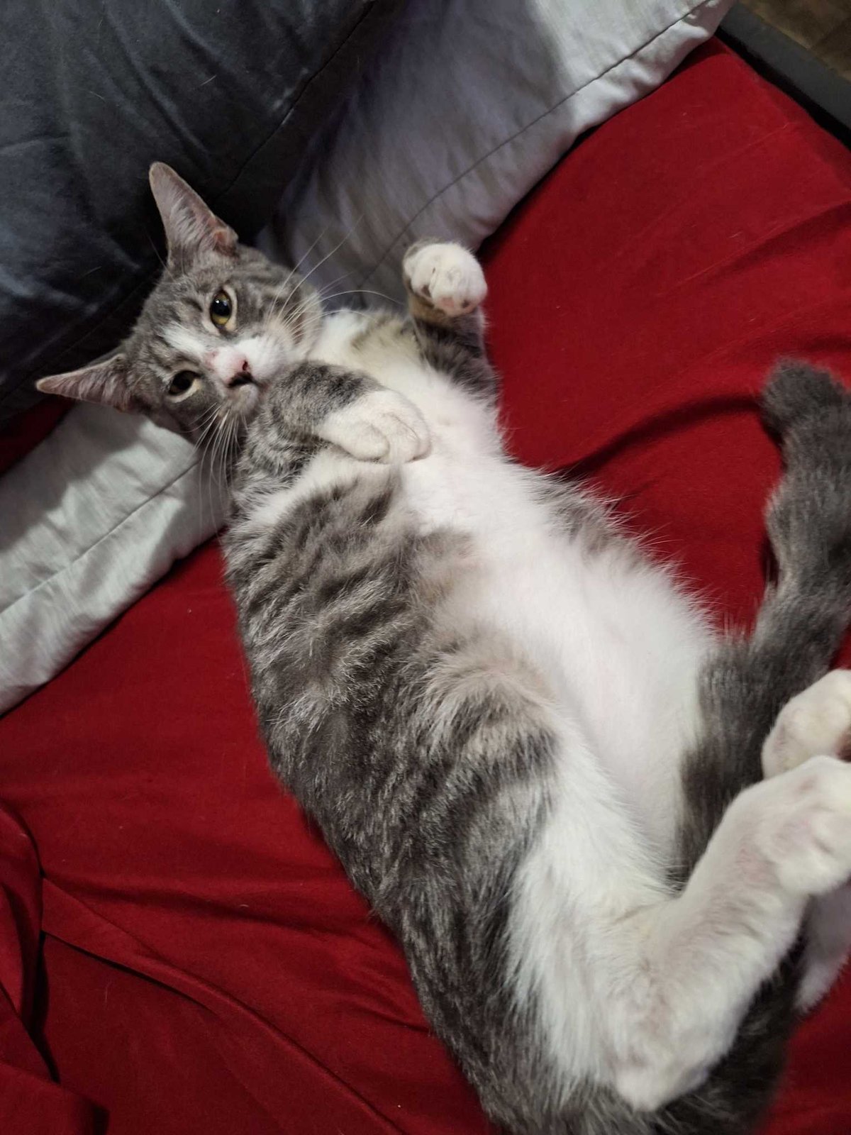 Lost Cat in Corpus Christi, Texas — listing photo