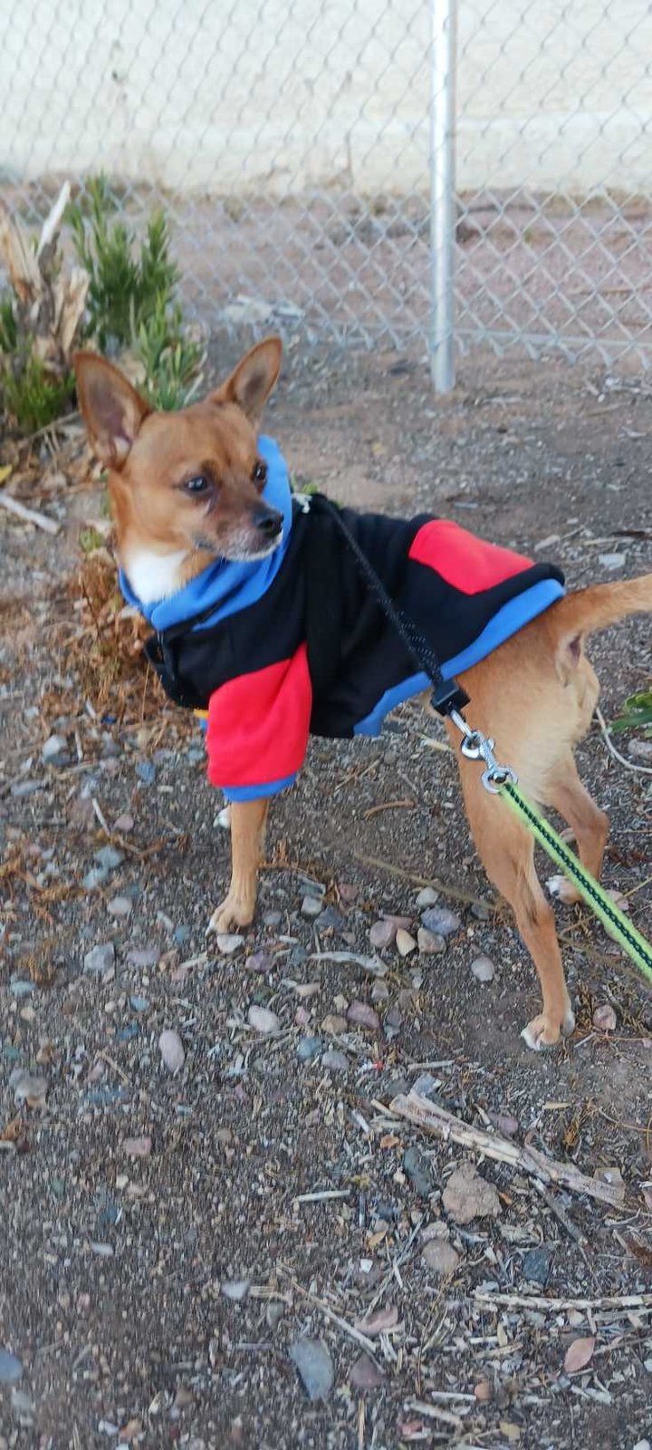 Lost Dog in Mesa, Arizona — listing photo