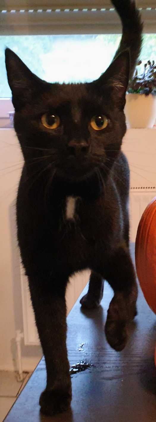 Lost Cat in Aurora, Colorado — listing photo