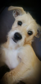 Lost Dog in Richmond, Virginia — listing photo