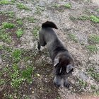 lost dog in Philadelphia, Pennsylvania