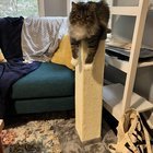 Lost Cat in K — listing photo