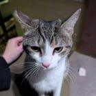found cat in Baltimore, Maryland