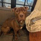 found dog in Baltimore, Maryland