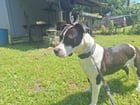 lost dog in Jacksonville, Florida