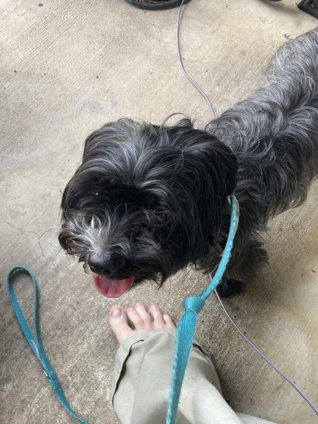 found dog in Austin, Texas