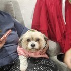 Found Dog in Dallas, Texas — listing photo