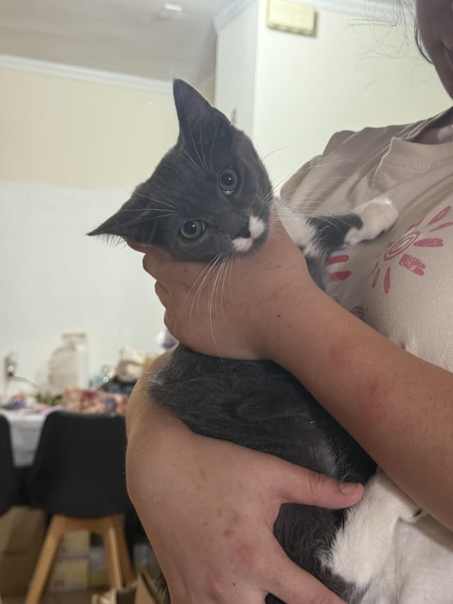 Lost Dog in New York, New York — Sharing my adoption experience with New York Meow Sanctuary in Flushing
