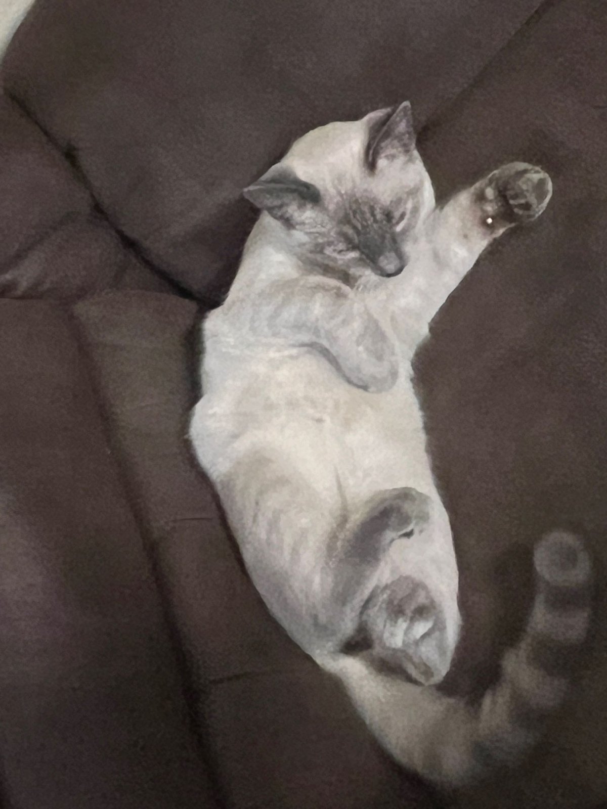 Lost Cat in Oklahoma City, Oklahoma — listing photo