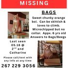 lost cat in Philadelphia, Pennsylvania