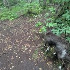 Lost Dog in Anchorage, Alaska — listing photo