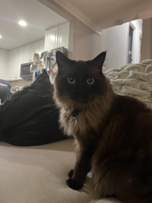 Lost Cat in Charlotte, North Carolina — listing photo