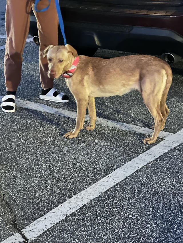 lost dog in DeKalb, Illinois