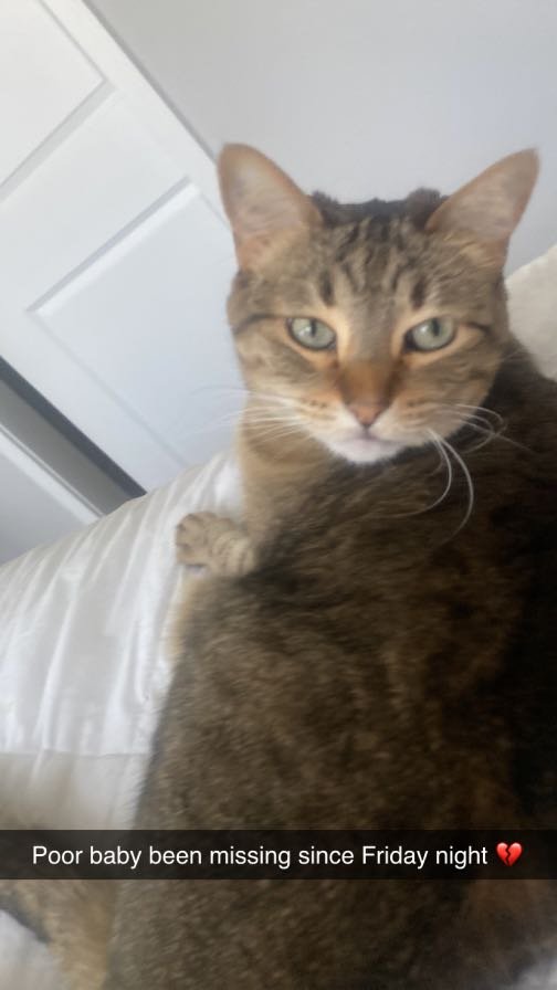 Lost Cat in Castle Rock, Colorado — listing photo