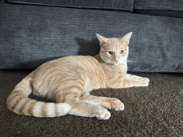 Lost Pet in Omaha, Nebraska — listing photo