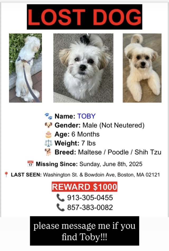 Lost Dog in Boston, Massachusetts — Friend’s Lost Dog $1000 Reward