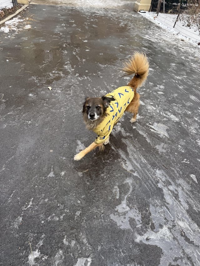 lost dog in New York, New York