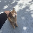 Found Cat in Baltimore, Maryland — listing photo