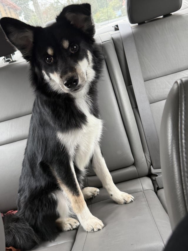 Found Dog in Portland, Oregon — listing photo