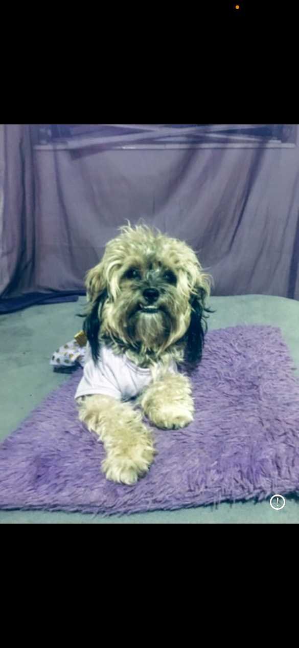 Lost Dog in Jacksonville, North Carolina — listing photo