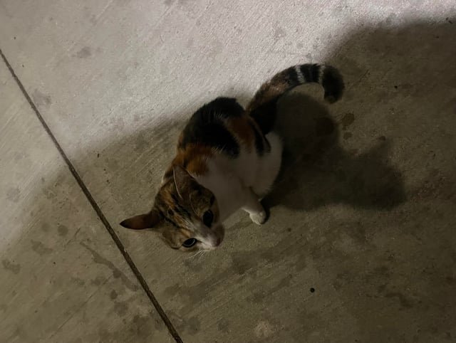 Lost Cat in San Antonio, Texas — listing photo