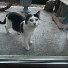 Lost Cat in Asheville, North Carolina — listing photo