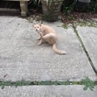 lost cat in New Orleans, Louisiana
