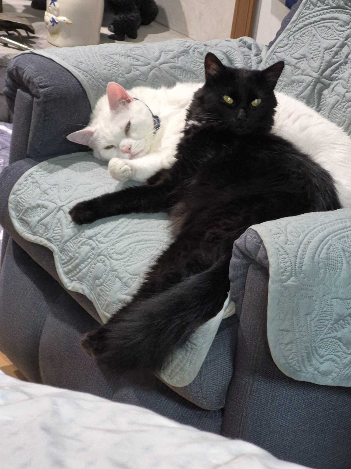 Lost Cat in Sylva — listing photo