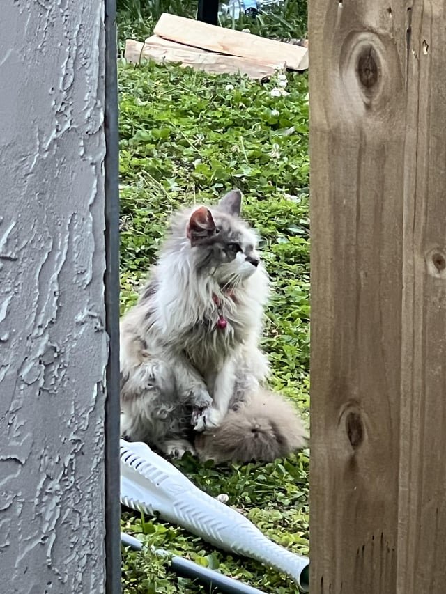 Lost Cat in Jacksonville, Florida — listing photo
