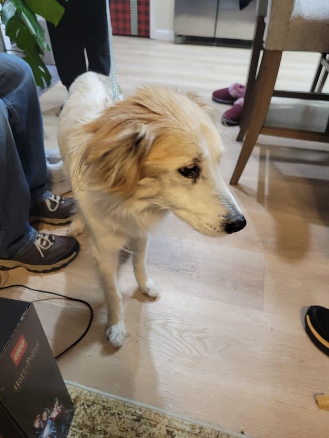 found dog in Reno, Nevada