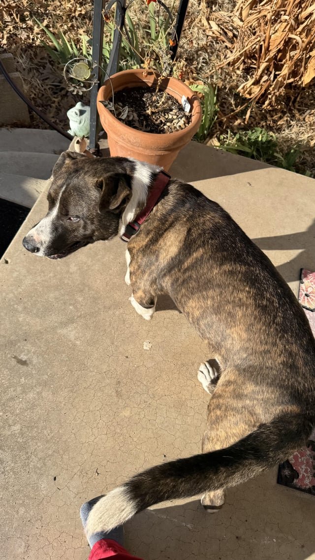 Lost Dog in Oklahoma City, Oklahoma — listing photo