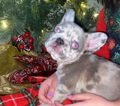 Lost Dog in Gaston — listing photo