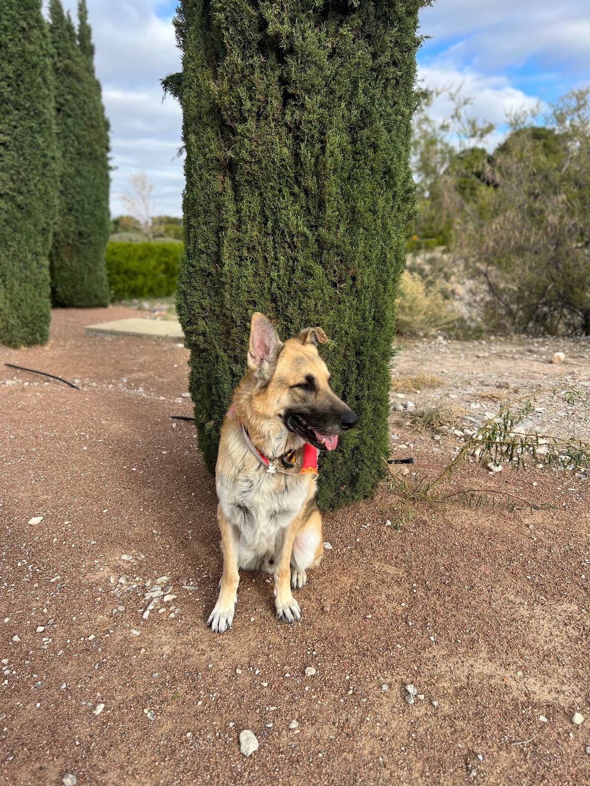 Lost Dog in El Paso, Texas — listing photo