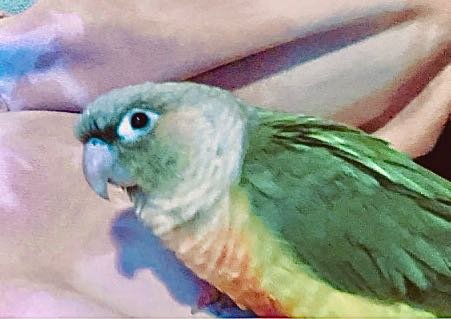 Lost Pet in Los Angeles, California — listing photo
