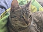 Lost Dog in Phoenix, Arizona — What to do with a stray cat? What are the real options?