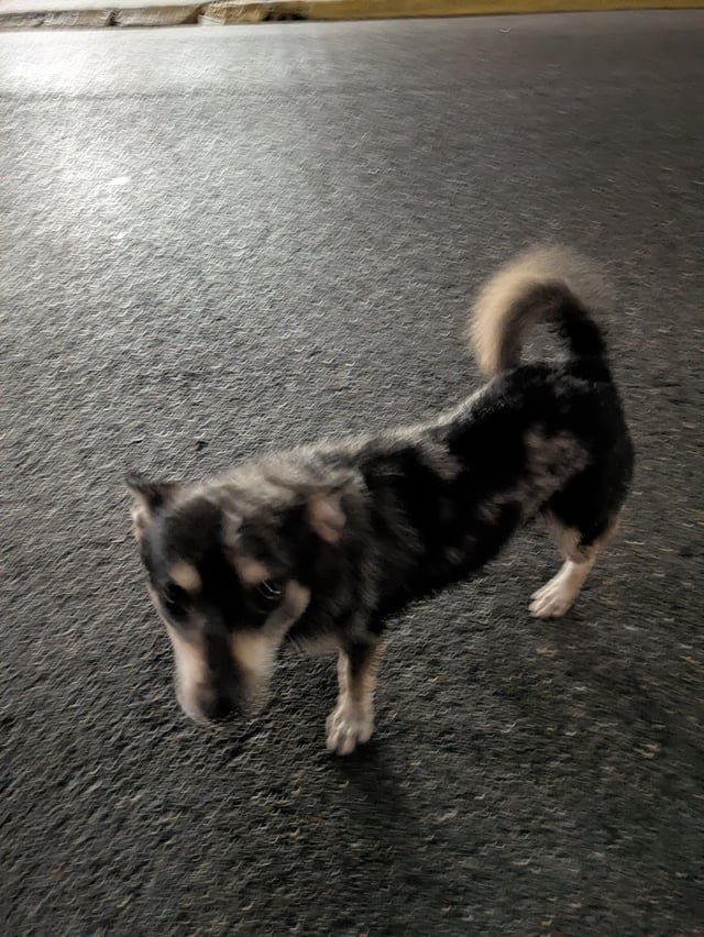 found dog in New Orleans, Louisiana