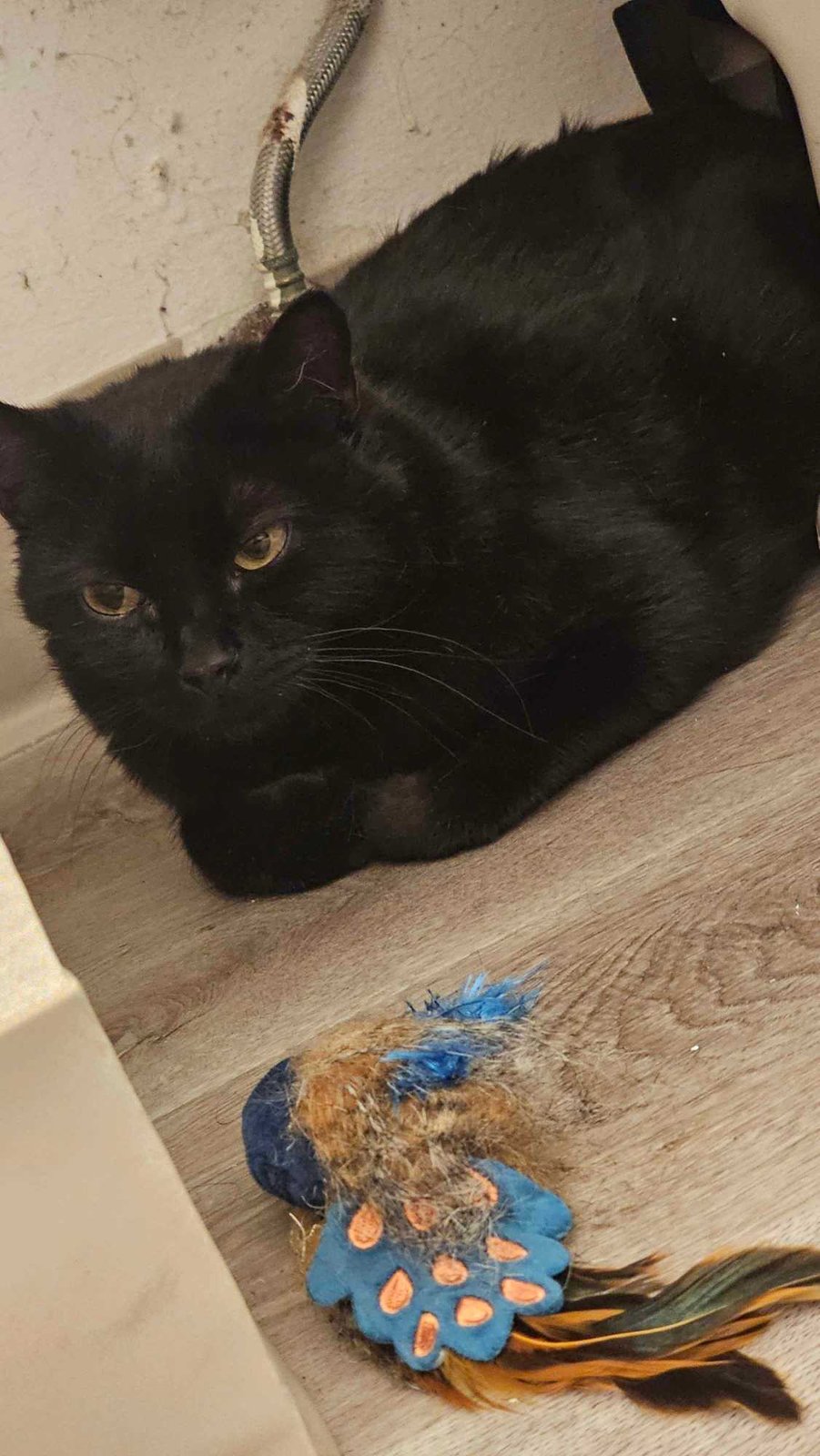 Lost Cat in Tigard, Oregon — listing photo