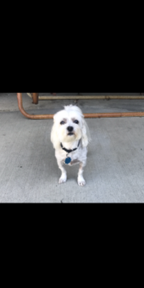 Lost Dog in San Lorenzo — listing photo