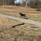 lost pet in Omaha, Nebraska