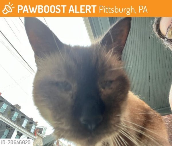 Found Cat in Pittsburgh, Pennsylvania — listing photo