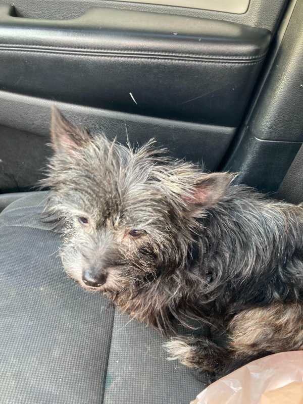 Lost Dog in Beaverton, Oregon — listing photo