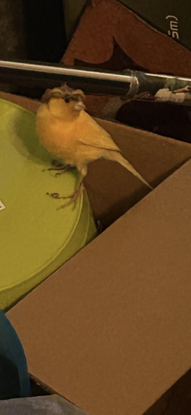 Lost Pet in San Jose, California — listing photo