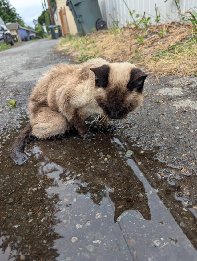 found cat in Bellingham, Washington