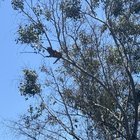 Found Cat in Los Angeles, California — Finally Got the Cat Down from Culver City Park Tree