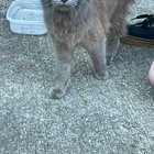 Found Cat in Beverly, Massachusetts — listing photo