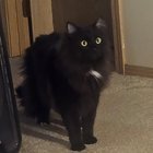 Lost Cat in Spokane, Washington — listing photo