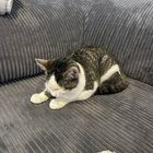Found Cat in Louisville, Kentucky — Cat Found
