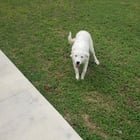 Found Pet in Austin, Texas — listing photo