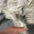 Found Dog in San Antonio, Texas — listing photo