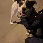 Lost Dog in El Paso, Texas — listing photo
